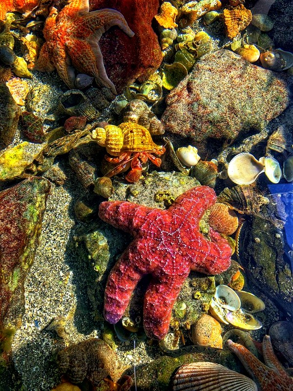 Где находится самое большое скопление пластика в океане?