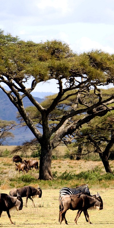 Какие виды диких животных обитают в Африке?