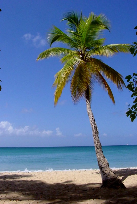 Какие отели в Доминикане предлагают детские анимационные программы?